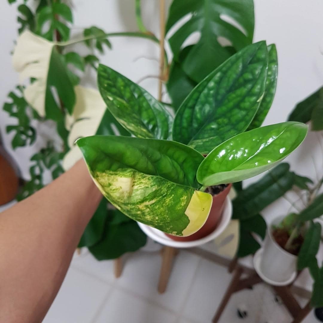 Tanaman Monstera, Si Estetik yang Bisa Menyerap Racun Udara Ternyata Beragam Jenisnya