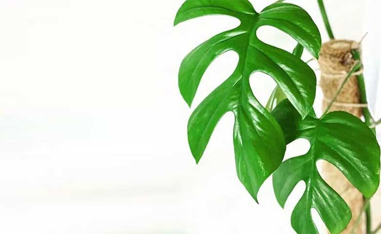 Tanaman Monstera, Si Estetik yang Bisa Menyerap Racun Udara Ternyata Beragam Jenisnya