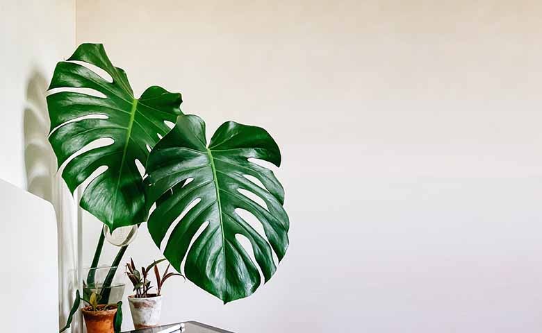 Tanaman Monstera, Si Estetik yang Bisa Menyerap Racun Udara Ternyata Beragam Jenisnya