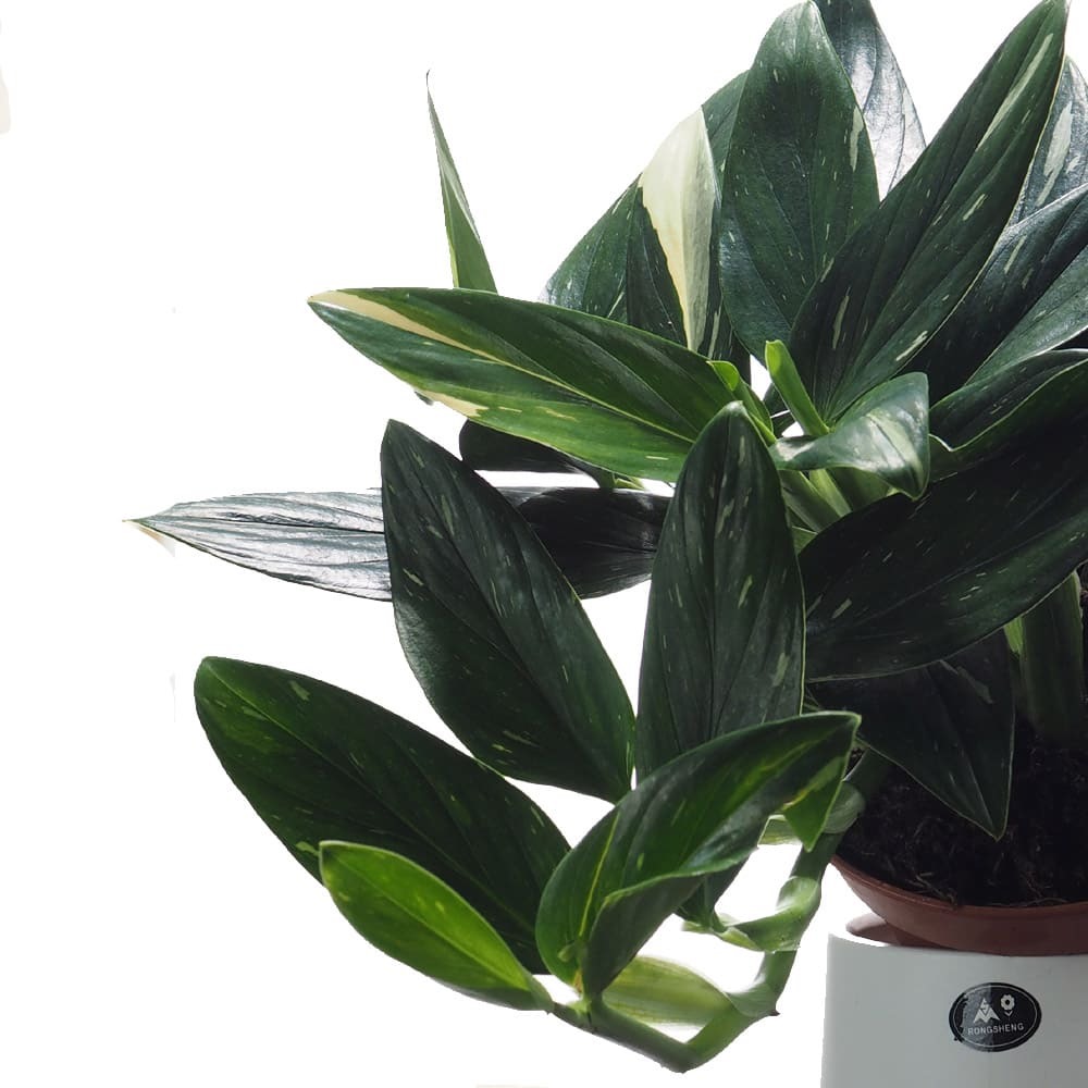 Tanaman Monstera, Si Estetik yang Bisa Menyerap Racun Udara Ternyata Beragam Jenisnya