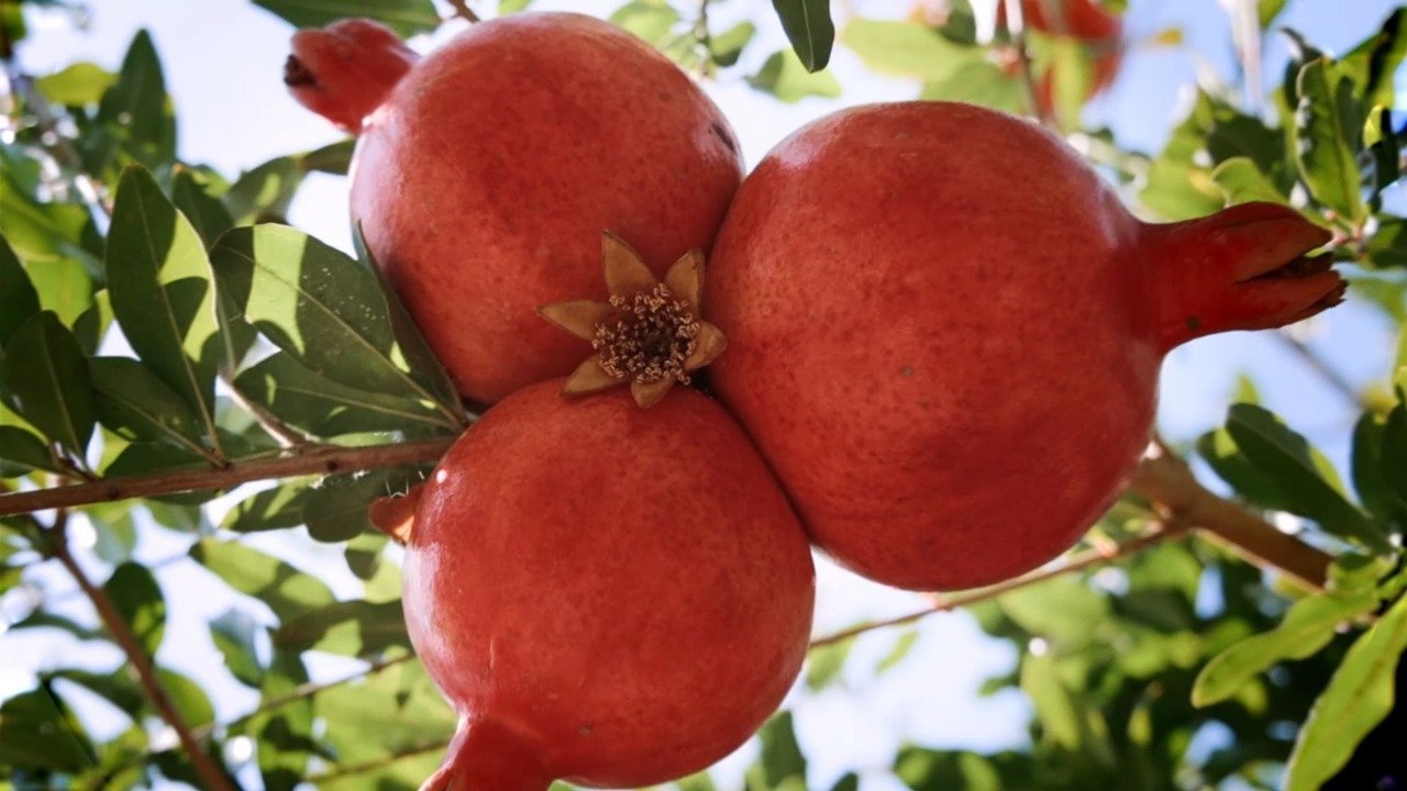 Mengenal Lembah Fergana, Jantung Kuliner Uzbekistan