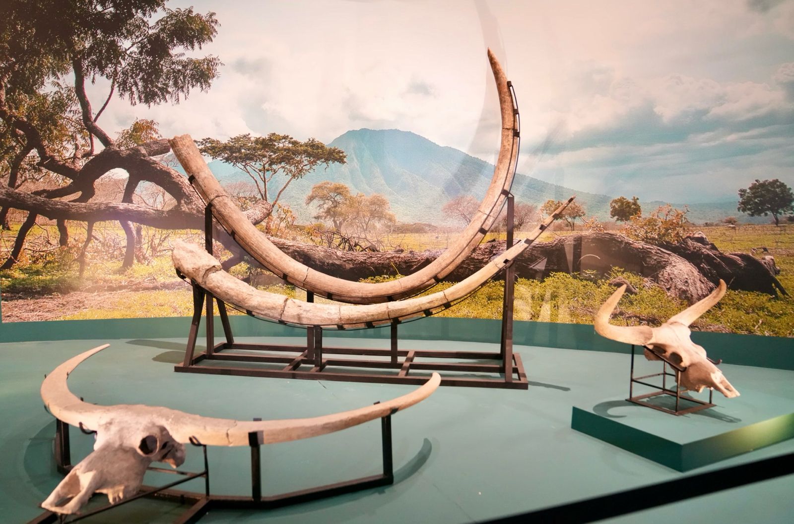 Menbud Fadli Zon: Posisi Indonesia Sebagai Peradaban Tertua Dunia di Pameran 130 Tahun Pithecanthropus erectus