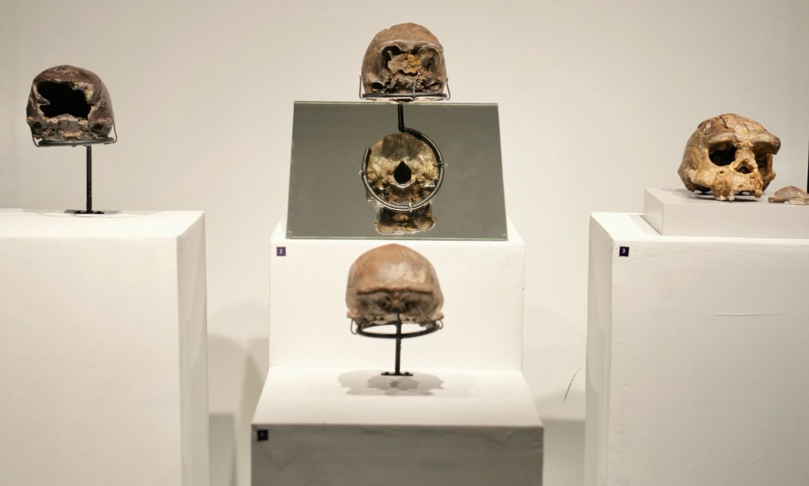 Museum Nasional Pecahkan Rekor Kunjungan Terbanyak dalam Sehari Lewat Pameran Pithecanthropus Erectus