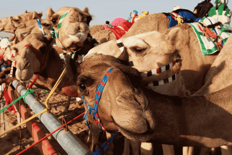 Traveling Hemat ke Abu Dhabi? Kunjungi 13 Tempat Keren Ini