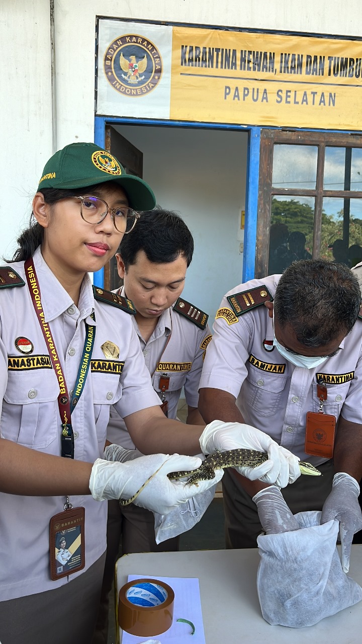 Barantin Gagalkan Penyelundupan Seratusan Satwa Dilindungi di Papua Selatan
