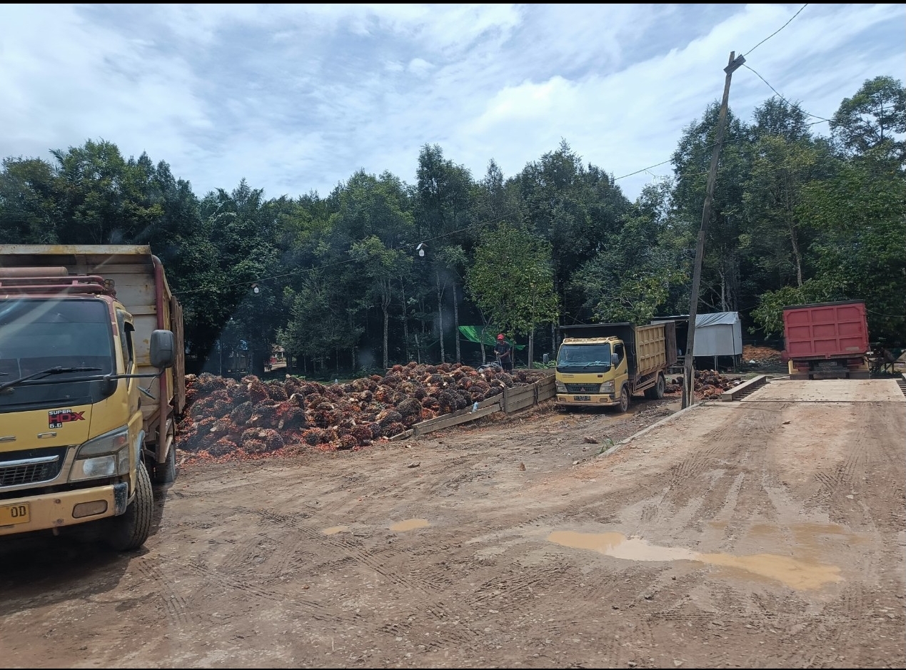 Penjarahan Sawit Marak, Aparat Hukum Harus Segera Bertindak, Dan Jangan Terkesan Diam