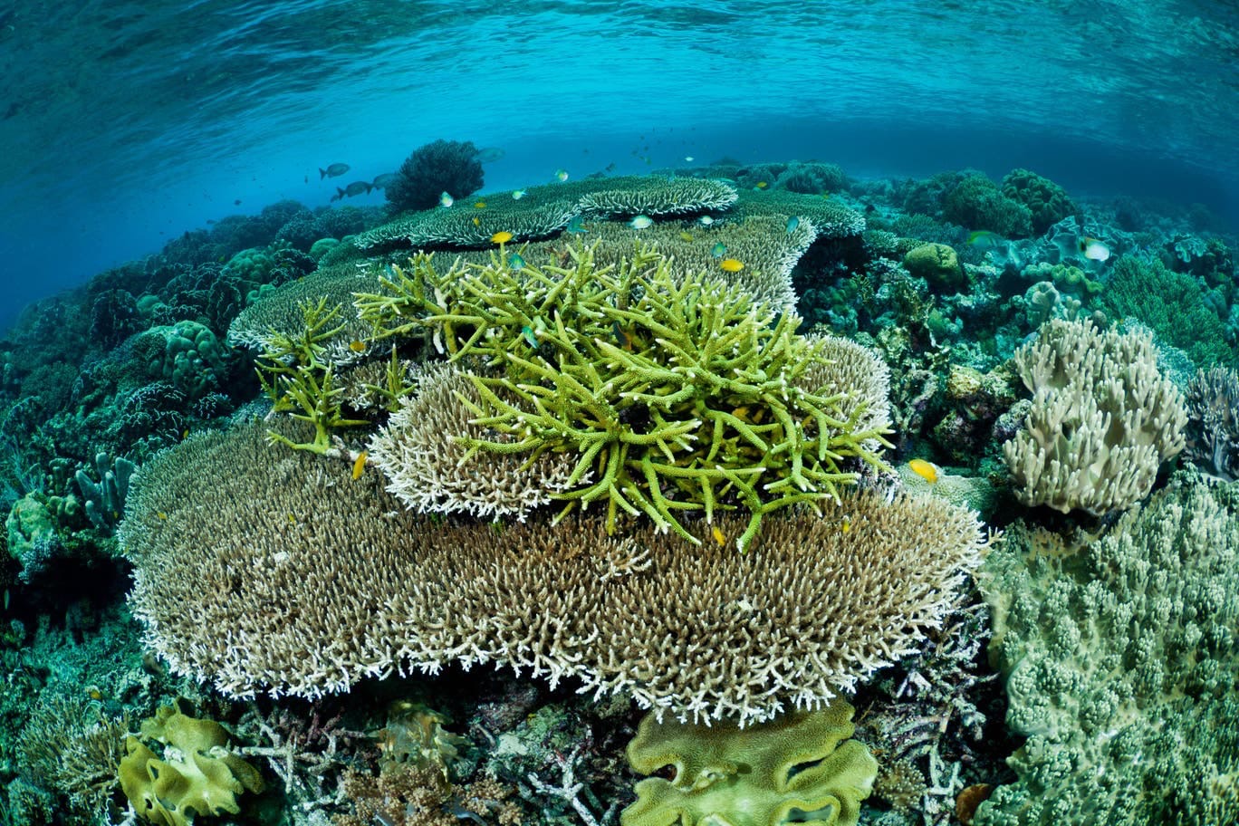 Geger di Raja Ampat: Izin Pertambangan Dihentikan di Lokasi Snorkeling Wisata Terkenal Yang Sudah Masuk Geopark