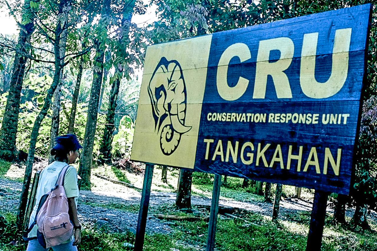 Wisata Mengenal Habitat Gajah di Indonesia, Tak Perlu Harus ke Thailand
