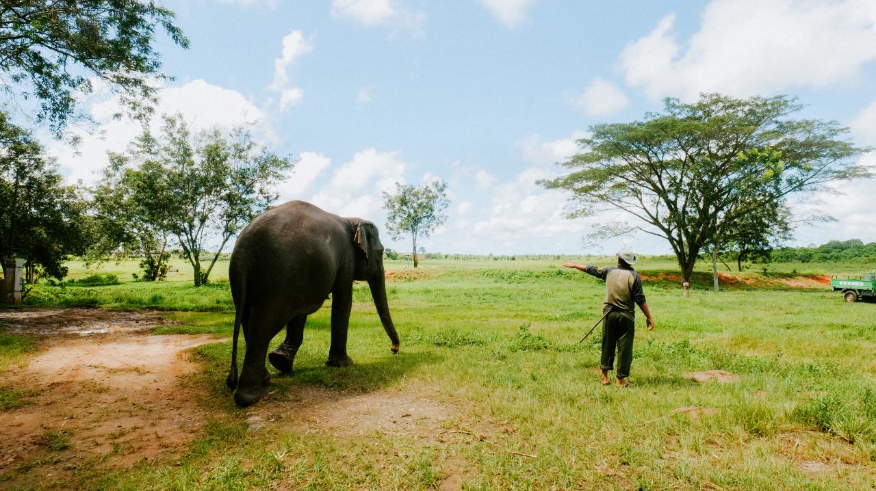 Wisata Mengenal Habitat Gajah di Indonesia, Tak Perlu Harus ke Thailand