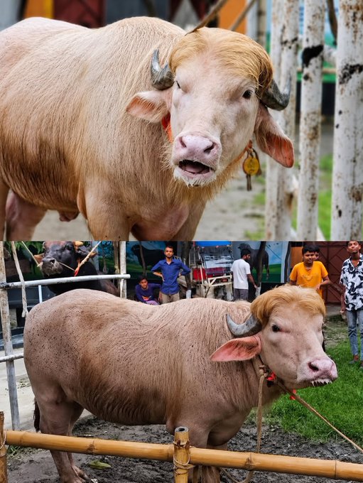 Kerbau Albino Berat 700 Kg di Bangladesh Disebut Mirip Donald Trump